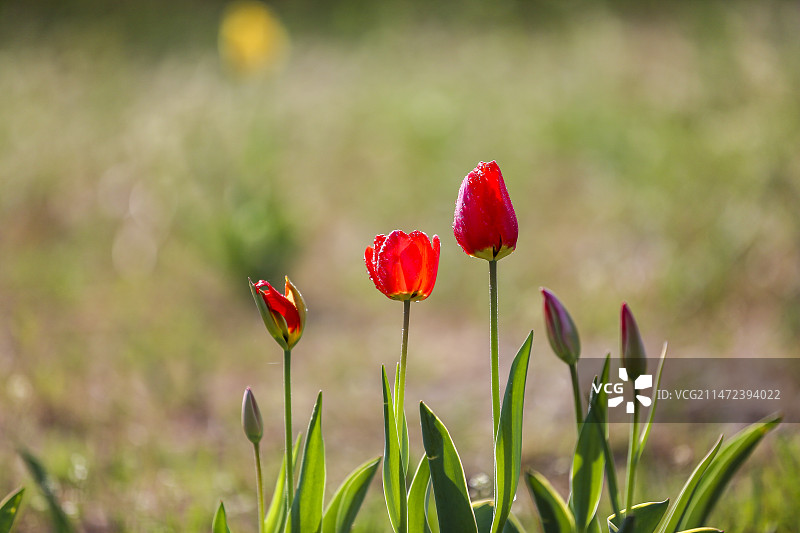 滨州市秦皇河公园郁金香图片素材