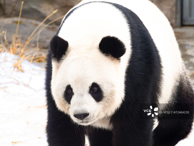 2024新年第一天的大熊猫萌萌 北京动物园图片素材