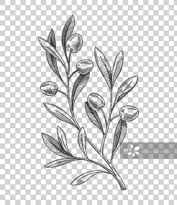 橄榄枝素描图片素材
