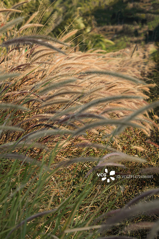 狗尾草图片素材