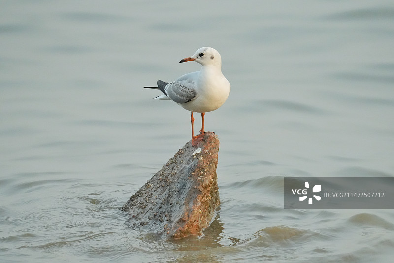 惊回首，红唇依旧，已白头。图片素材
