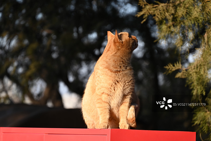 驻足凝视图片素材