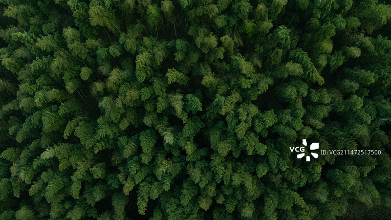 航片常州溧阳南山竹海风光图片素材