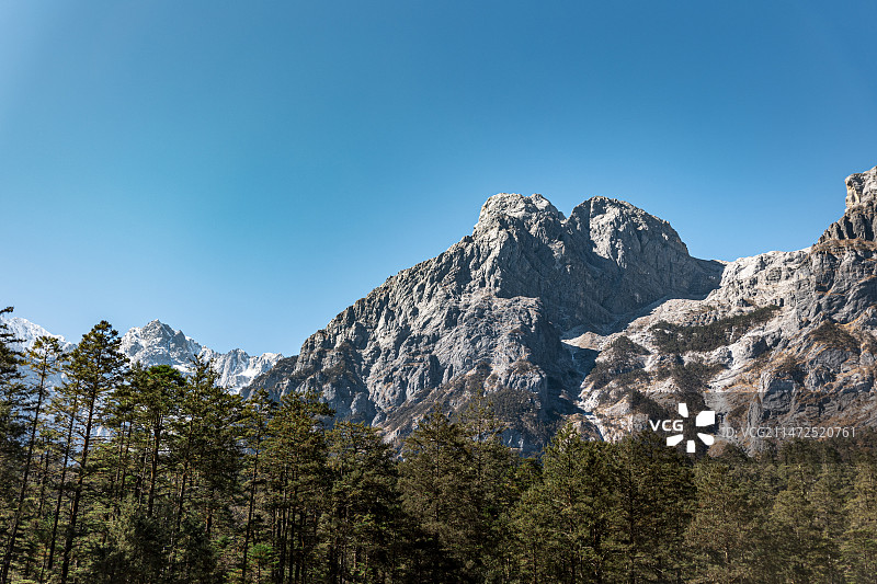 玉龙雪山下的云杉坪图片素材