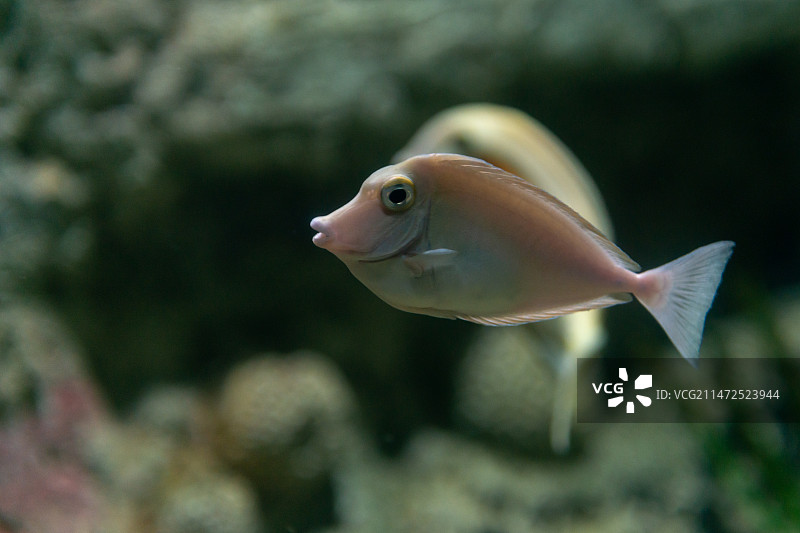 鱼在水族馆游泳的特写镜头    鲈形目沼口鱼科动物吻鲈图片素材