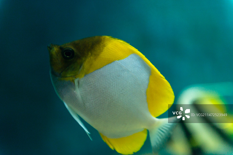 鱼在水族馆游泳的特写镜头  蝴蝶鱼科蝴蝶鱼属图片素材