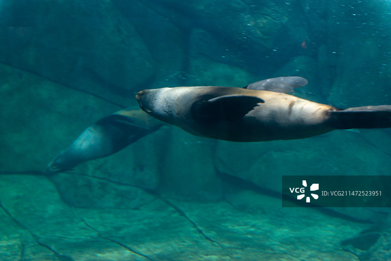 海狮在海里游泳的特写镜头   食肉目海狮科动物图片素材