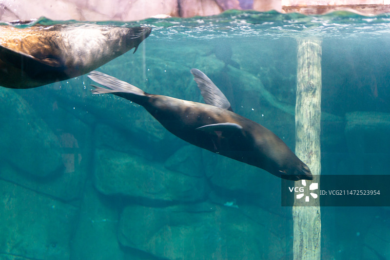 海狮在海里游泳的特写镜头   食肉目海狮科动物图片素材