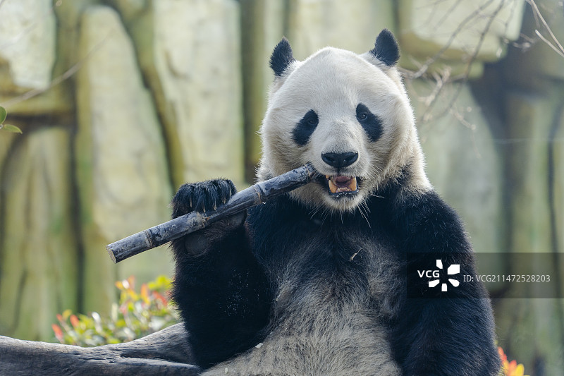 大熊猫图片素材