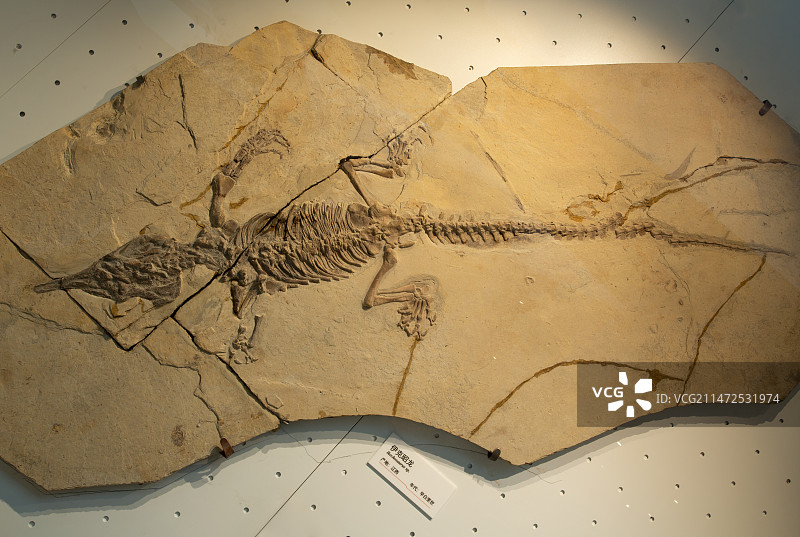 重庆自然博物馆伊克昭龙化石图片素材