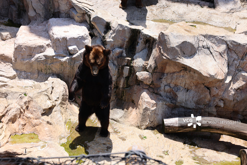 岩石上的熊图片素材