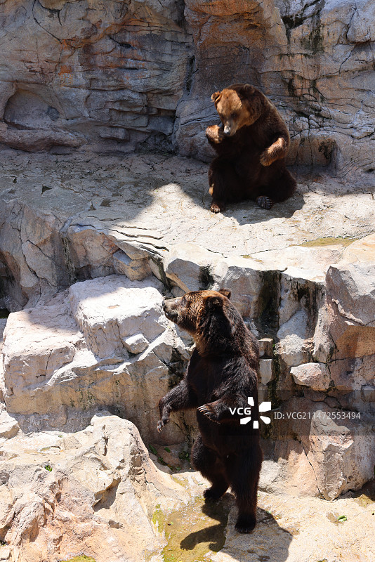 岩石上的熊图片素材