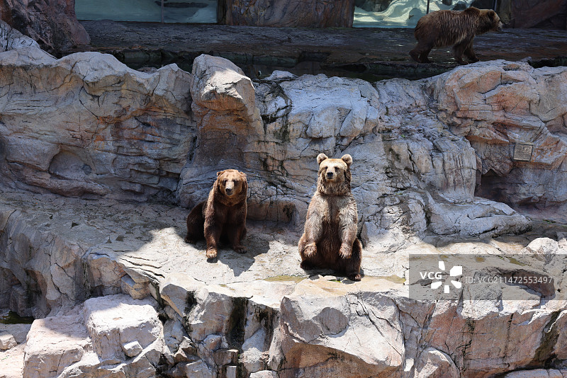 岩石上的熊图片素材