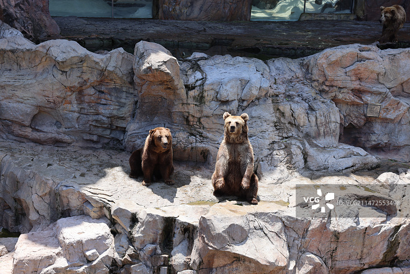 岩石上的熊图片素材