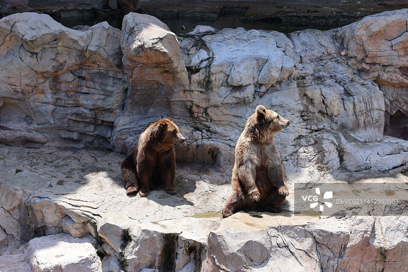 岩石上的熊图片素材
