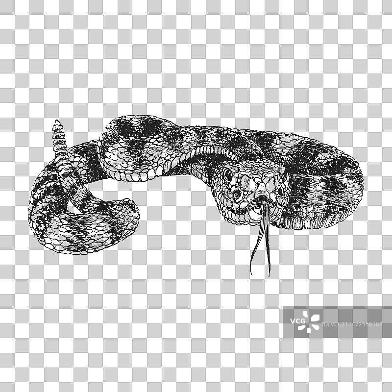 复古手绘响尾蛇。图片素材