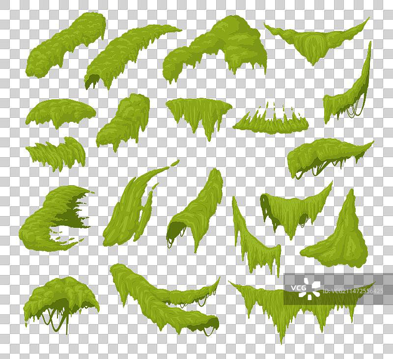 森林自然中的绿色沼泽丛林苔藓植物图片素材