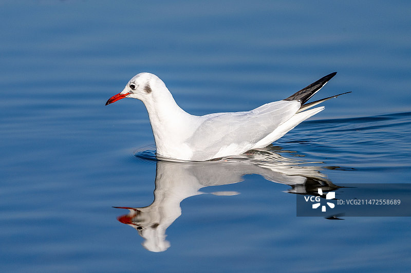 红嘴鸥的美姿图片素材