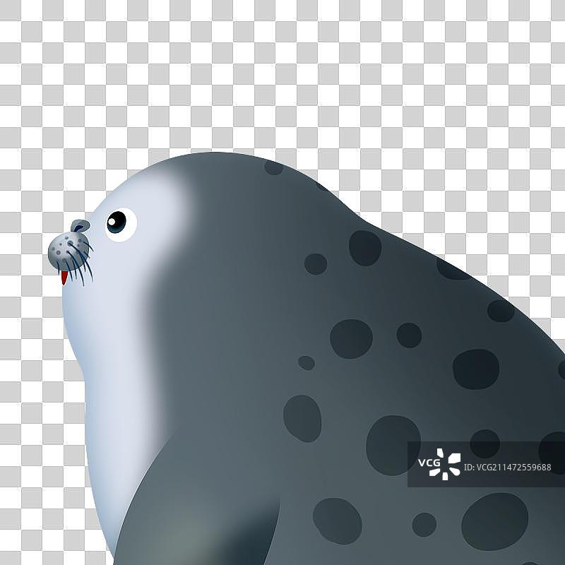一只灰色的小海豹图片素材