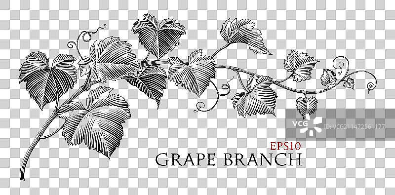 葡萄枝手绘复古风格图片素材