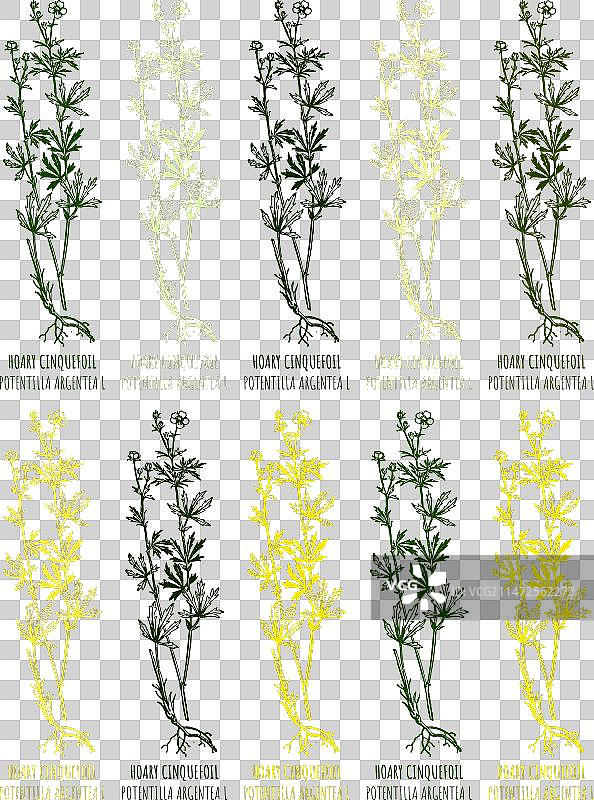 各种委陵菜绘画图片素材