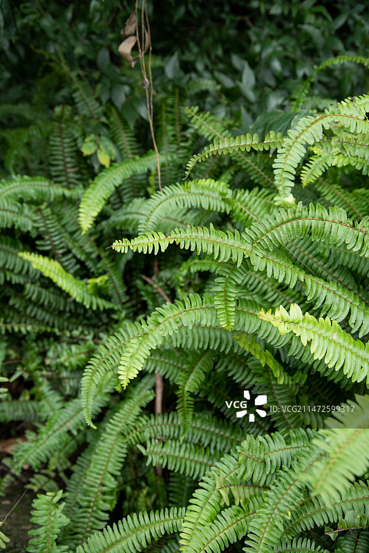 植物-肾蕨图片素材