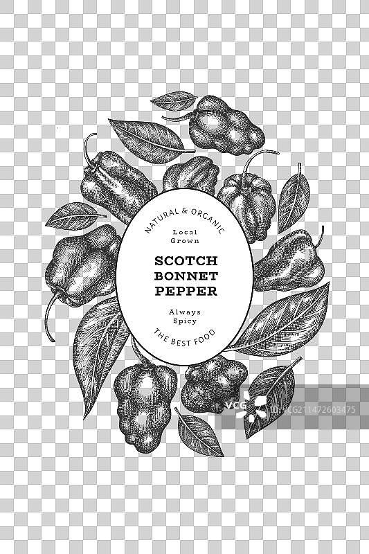 手绘苏格兰帽辣椒图片素材