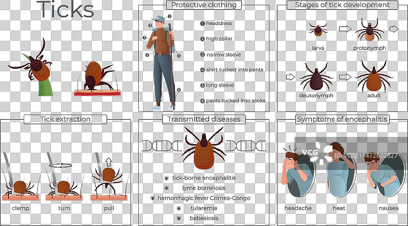 扁平风格的蜱虫信息图图片素材