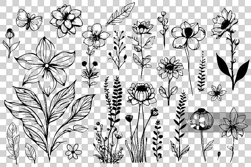 花卉草本植物插画集图片素材