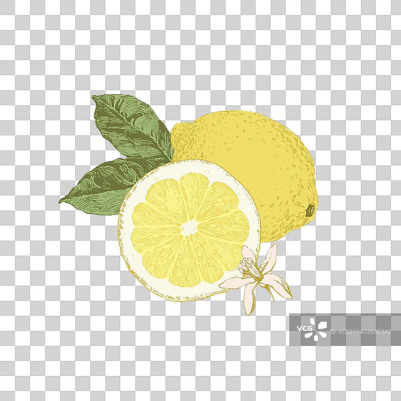 手绘柠檬合集图片素材