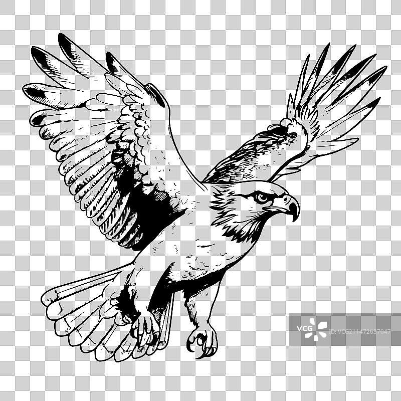 猎鹰素描图片素材