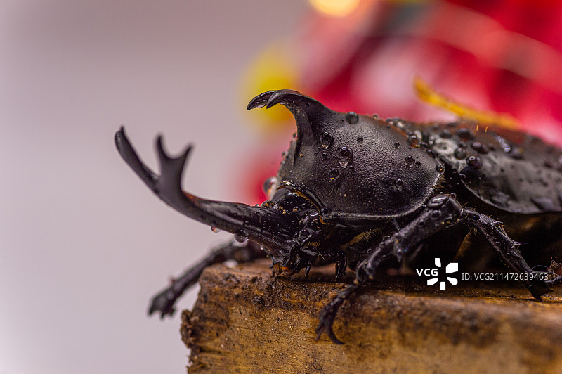 休息中的独角仙图片素材