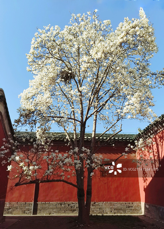 天坛公园斋宫玉兰花图片素材