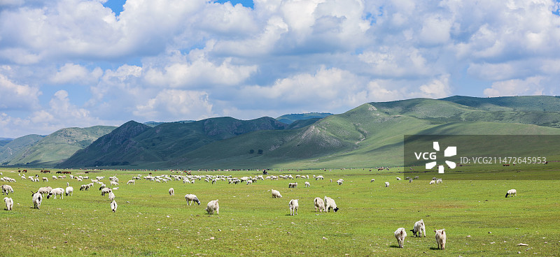 科尔沁草原  牛  羊图片素材