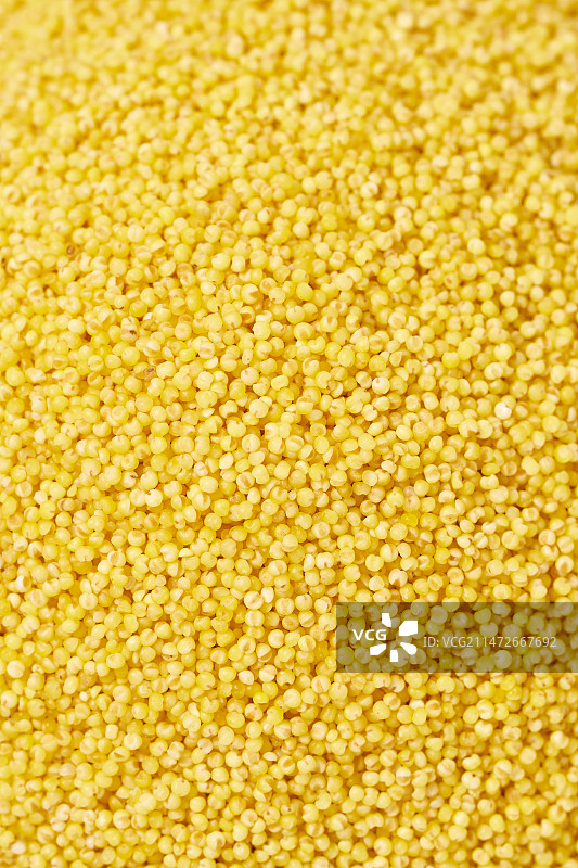 白色背景下的黄小米粒特写镜头图片素材