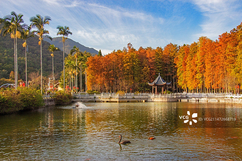 红水杉.黑天鹅：福州森林公园图片素材