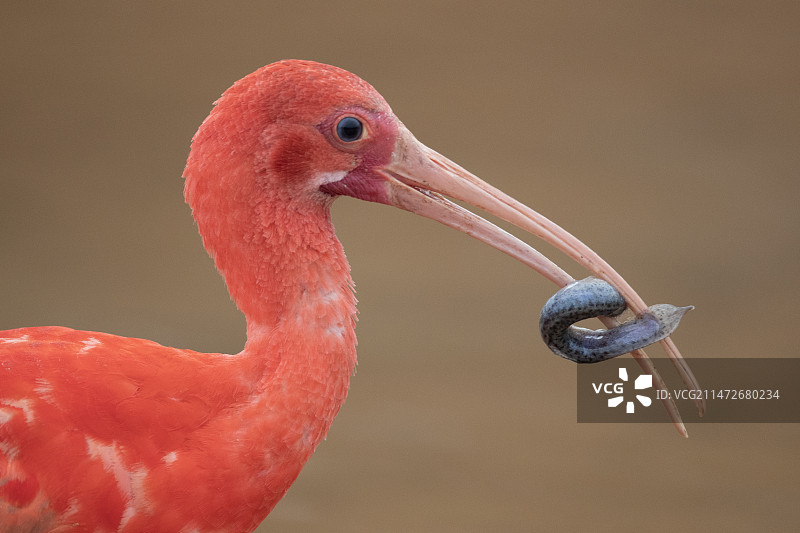 红鸟捕鱼图片素材