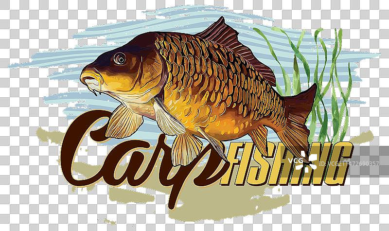 鲤鱼垂钓图片素材