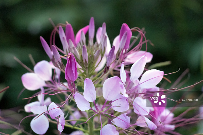 盛开的醉蝶花特写图片素材