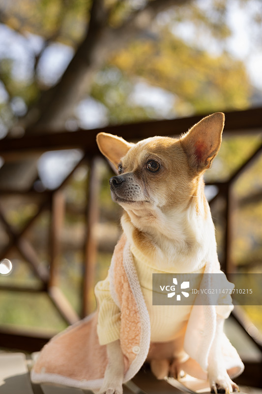 一只吉娃娃图片素材