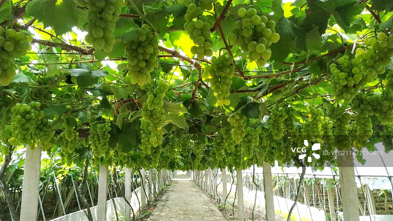 葡萄园图片素材