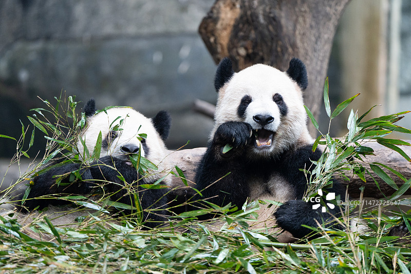 重庆动物园图片素材
