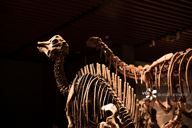 博物馆陈列的恐龙骨架图片素材