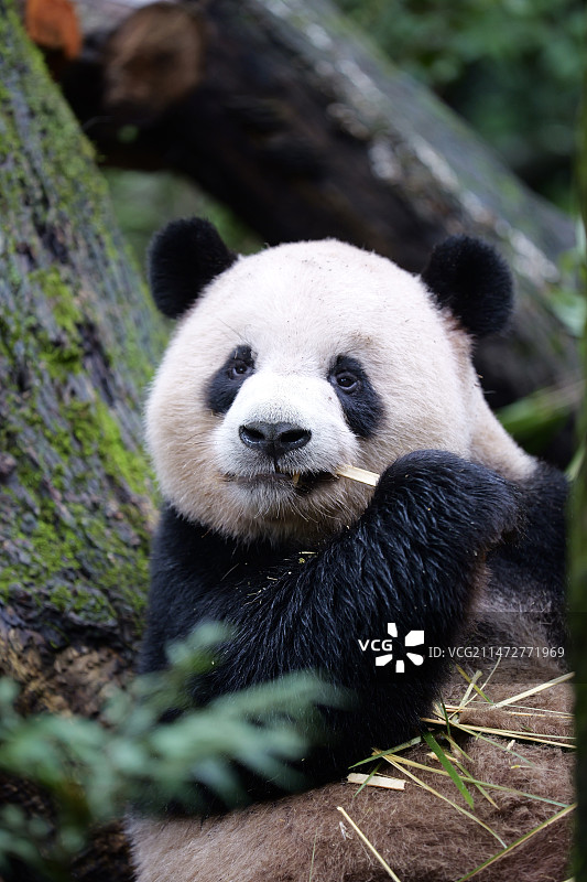 大熊猫国家公园图片素材