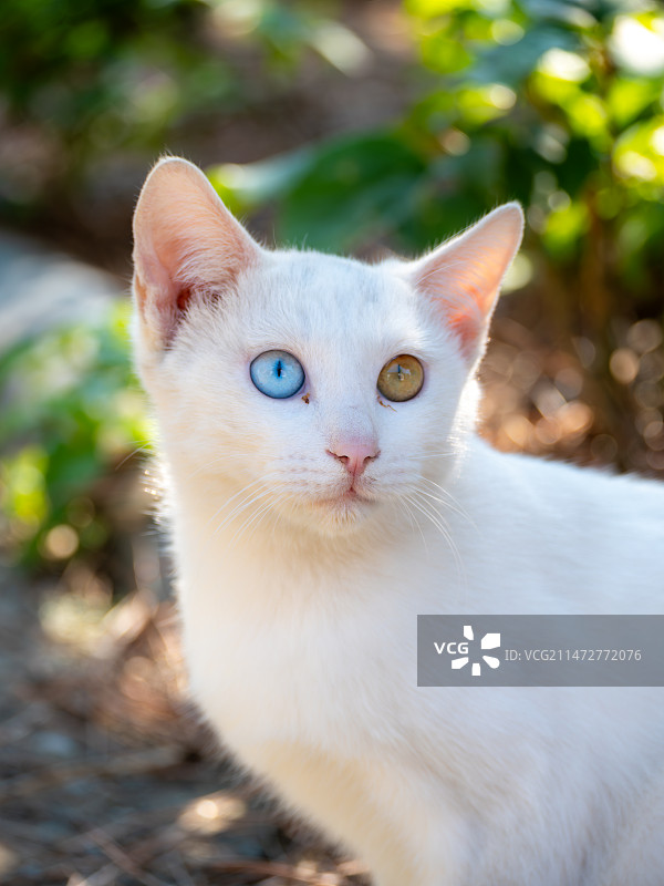 异瞳猫的特写图片素材