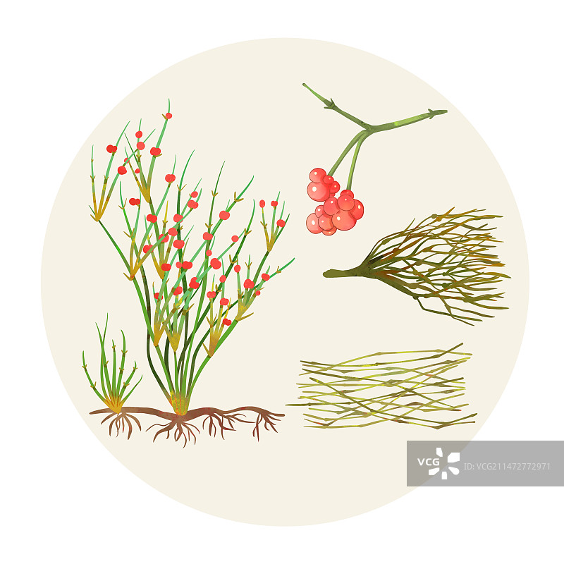 手绘水彩中药药材麻黄图片素材