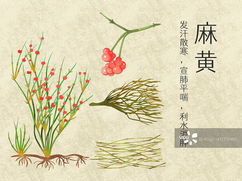 手绘水彩中药药材麻黄插画图片素材
