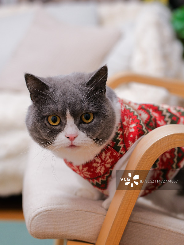 猫的特写肖像图片素材