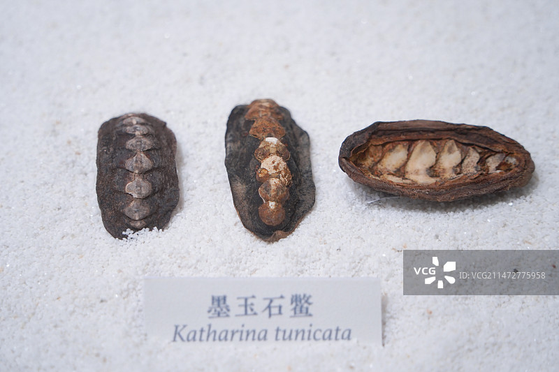 国家自然博物馆藏墨玉石鳖图片素材