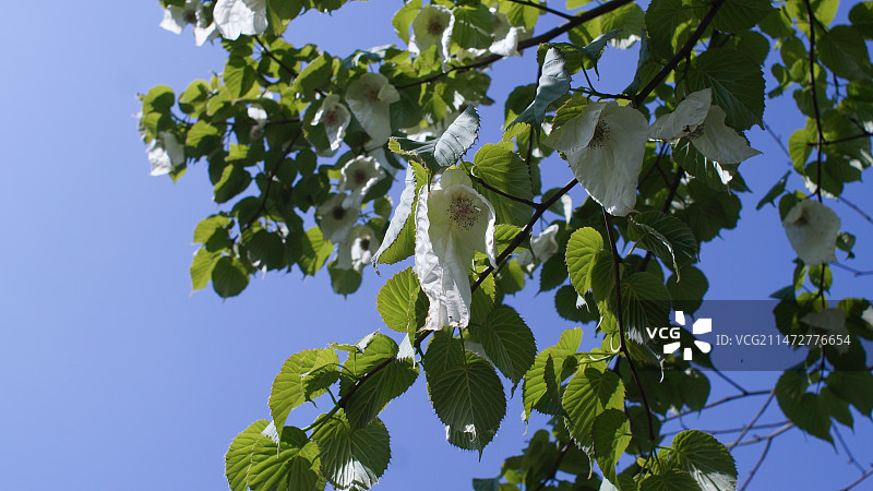 国家一级重点保护野生植物珙桐树开花图片素材